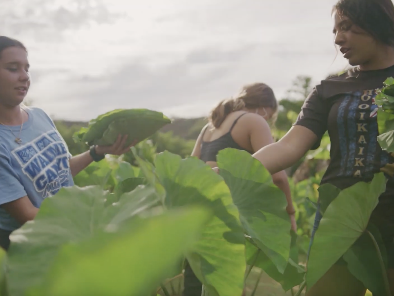 picking vegetables